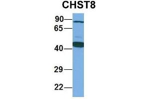 Host:  Rabbit  Target Name:  CHST8  Sample Type:  Human Fetal Lung  Antibody Dilution:  1.