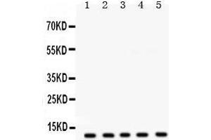 Western Blotting (WB) image for anti-FXYD Domain Containing Ion Transport Regulator 1 (FXYD1) (AA 21-92) antibody (ABIN3043831) (FXYD1 anticorps  (AA 21-92))