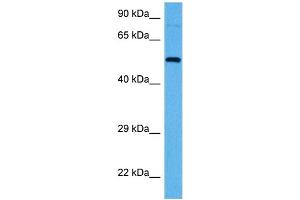 Host:  Rat  Target Name:  SOX10  Sample Tissue:  Rat Brain  Antibody Dilution:  1ug/ml