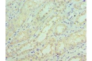 Immunohistochemistry of paraffin-embedded human kidney tissue using ABIN7169843 at dilution of 1:100