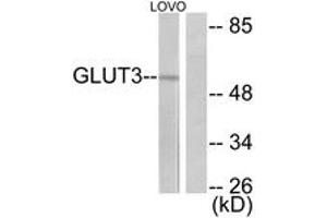 Western blot analysis of extracts from LOVO cells, using GLUT3 Antibody. (SLC2A3 anticorps  (AA 447-496))