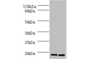 Western blot All lanes: H2AFJ antibody at 2 μg/mL Lane 1: Mouse brain tissue Lane 2: MCF-7 whole cell lysate Secondary Goat polyclonal to rabbit IgG at 1/10000 dilution Predicted band size: 15, 17 kDa Observed band size: 15 kDa (H2AFJ anticorps  (AA 2-129))