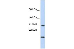Western Blotting (WB) image for anti-Polymerase (RNA) II (DNA Directed) Polypeptide K, 7.0kDa (POLR2K) antibody (ABIN2459218)