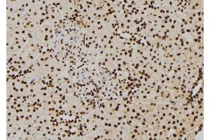 ABIN6277427 at 1/100 staining Rat kidney tissue by IHC-P. (PIWIL2 anticorps  (C-Term))