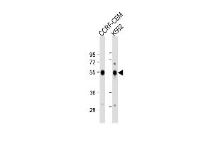 Western Blot at 1:1000 dilution Lane 1: CCRF-CEM whole cell lysate Lane 2: K562 whole cell lysate Lysates/proteins at 20 ug per lane. (Galanin Receptor 1 anticorps  (AA 174-200))