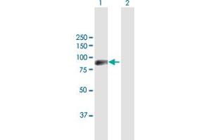 Western Blot analysis of ZNF496 expression in transfected 293T cell line by ZNF496 MaxPab polyclonal antibody.