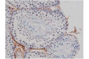 ABIN6267323 at 1/200 staining Mouse testis tissue sections by IHC-P. (NPM1 anticorps  (pThr199))