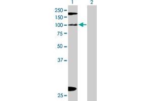 Western Blot analysis of KIAA1967 expression in transfected 293T cell line by KIAA1967 MaxPab polyclonal antibody.