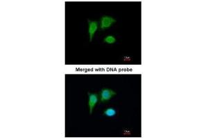 ICC/IF Image Immunofluorescence analysis of paraformaldehyde-fixed A549, using PIG3 , antibody at 1:200 dilution.