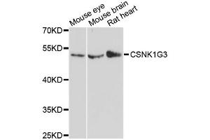 Western blot analysis of extracts of various cell lines, using CSNK1G3 antibody (ABIN6290201) at 1:3000 dilution. (CSNK1G3 anticorps)