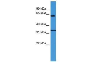 ENOX2 antibody used at 0. (ENOX2 anticorps  (N-Term))