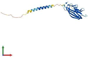 AlphaFold protein structure predicition of Human Recombinant TNFSF4 Protein, UniprotID P23510
