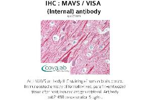Image no. 1 for anti-Mitochondrial Antiviral Signaling Protein (MAVS) (Internal Region) antibody (ABIN1736795) (MAVS anticorps  (Internal Region))