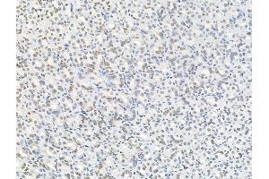 Phospho-Nucleophosmin (Ser125) Antibody at 1/100 staining Rat stomach tissue by IHC-P. (NPM1 anticorps  (pSer125))