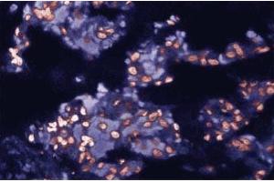 Immunofluorescent staining of Rabbit Lung tissue with anti-c-cbl antibody. (CBL anticorps  (AA 595-810))
