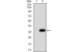 Western Blotting (WB) image for anti-NS1 (AA 1-216) antibody (ABIN5858202) (NS1 (AA 1-216) anticorps)