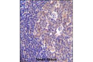 PIK3R5 Antibody immunohistochemistry analysis in formalin fixed and paraffin embedded human tonsil tissue followed by peroxidase conjugation of the secondary antibody and DAB staining.