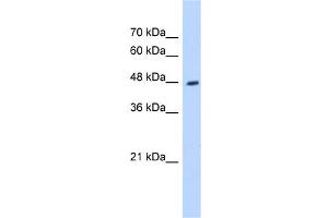 WB Suggested Anti-HADHB Antibody Titration:  0. (HADHB anticorps  (C-Term))