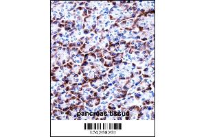 CCDC50 Antibody immunohistochemistry analysis in formalin fixed and paraffin embedded human pancreas tissue followed by peroxidase conjugation of the secondary antibody and DAB staining. (CCDC50 anticorps  (AA 86-114))
