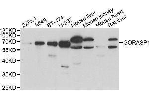 Western blot analysis of extracts of various cell lines, using GORASP1 antibody. (GORASP1 anticorps)