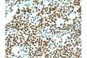 Formalin-fixed, paraffin-embedded human tonsil stained with Nuclear marker antibody (NM106). (Nuclear Marker anticorps)
