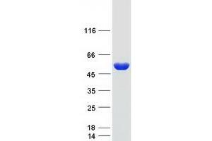 Validation with Western Blot