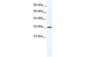 Annexin A1 antibody used at 1. (Annexin a1 anticorps  (N-Term))