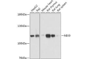 Western blot analysis of extracts of various cell lines, using NEK9 antibody (ABIN7268914) at 1:1000 dilution.