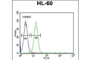 EMX2 Antibody (Center) (ABIN651733 and ABIN2840380) flow cytometric analysis of HL-60 cells (right histogram) compared to a negative control cell (left histogram). (EMX2 anticorps  (AA 111-138))