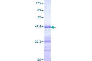Image no. 1 for Ets Variant 5 (ETV5) (AA 181-290) protein (GST tag) (ABIN1353185)