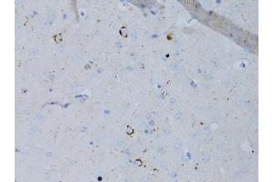 Immunohistochemistry of paraffin-embedded mouse brain using NPY antibody (ABIN5971627) at dilution of 1:75 (40x lens). (NPY anticorps)