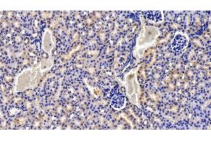 Detection of NOTCH2NL in Mouse Kidney Tissue using Polyclonal Antibody to Notch2 N-Terminal Like Protein (NOTCH2NL) (NOTCH2NL anticorps  (AA 1-236))
