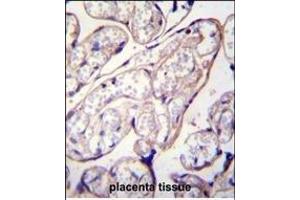 PYCR2 Antibody (Center) (ABIN655797 and ABIN2845226) immunohistochemistry analysis in formalin fixed and paraffin embedded human placenta tissue followed by peroxidase conjugation of the secondary antibody and DAB staining.