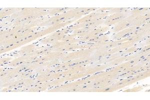 Detection of VEGF165 in Porcine Cardiac Muscle Tissue using Monoclonal Antibody to Vascular Endothelial Growth Factor 165 (VEGF165) (VEGF 165 (AA 28-191) anticorps)