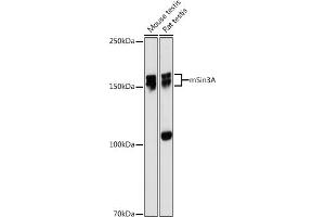 Western blot analysis of extracts of various cell lines, using mSin3A antibody (ABIN7270318) at 1:1000 dilution.