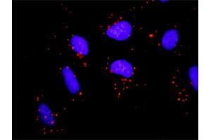Proximity Ligation Analysis of protein-protein interactions between PRKCD and FYN.