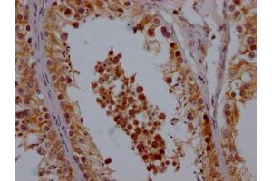 IHC image of ABIN7148184 diluted at 1:200 and staining in paraffin-embedded human testis tissue performed on a Leica BondTM system. (CHCHD5 anticorps  (AA 1-110))