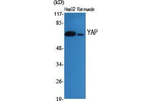 Western Blot (WB) analysis of specific cells using YAP Polyclonal Antibody. (YAP1 anticorps  (Tyr537))