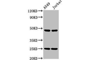 Western Blot Positive WB detected in: A549 whole cell lysate, Jurkat whole cell lysate All lanes: LILRA3 antibody at 4. (LILRA3 anticorps  (AA 222-313))