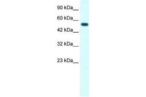 GLRA1 antibody (70R-10532) used at 0. (GLRA1 anticorps  (Middle Region))