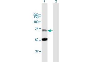 Western Blot analysis of ZNF182 expression in transfected 293T cell line by ZNF182 MaxPab polyclonal antibody. (ZNF182 anticorps  (AA 1-620))