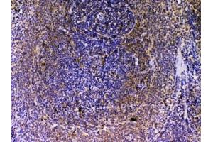 IHC testing of FFPE rat spleen tissue with VEGFB antibody at 1ug/ml. (VEGFB (VEGF2) anticorps)