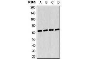 Western blot analysis of AMPK alpha 1 (pS496) expression in HUVEC UV-treated (A), HeLa (B), SP2/0 (C), PC12 (D) whole cell lysates. (PRKAA1 anticorps  (C-Term, pSer496))