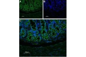 Expression of NK1 receptor in rat colon - Immunohistochemical staining of rat colon paraffin-embedded section using Anti-Neurokinin 1 Receptor (NK1R) (extracellular)-ATTO Fluor-488 Antibody (ABIN7043804), (1:100). (TACR1 anticorps  (2nd Extracellular Loop) (Atto 488))