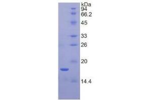 SDS-PAGE of Protein Standard from the Kit (Highly purified E.