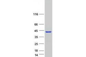 Validation with Western Blot