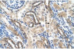 Immunohistochemical staining (Formalin-fixed paraffin-embedded sections) of human kidney with PSG1 polyclonal antibody  at 4-8 ug/mL working concentration. (PSG1 anticorps  (N-Term))
