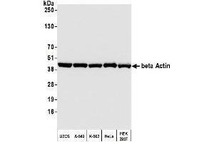 anti-Cytoskeletal Actin (CIMG_00972) (AA 1-50) antibody