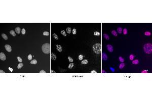 Detection of H3K4me3 by immunofluorescence U2OS cells were stained with H3K4me3 antibody at a dilution of 1:500. (Histone 3 anticorps  (3meLys4))