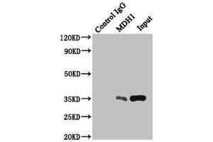 Immunoprecipitating MDH1 in HepG2 whole cell lysate Lane 1: Rabbit control IgG instead of (1 μg) instead of ABIN7158940 in HepG2 whole cell lysate.